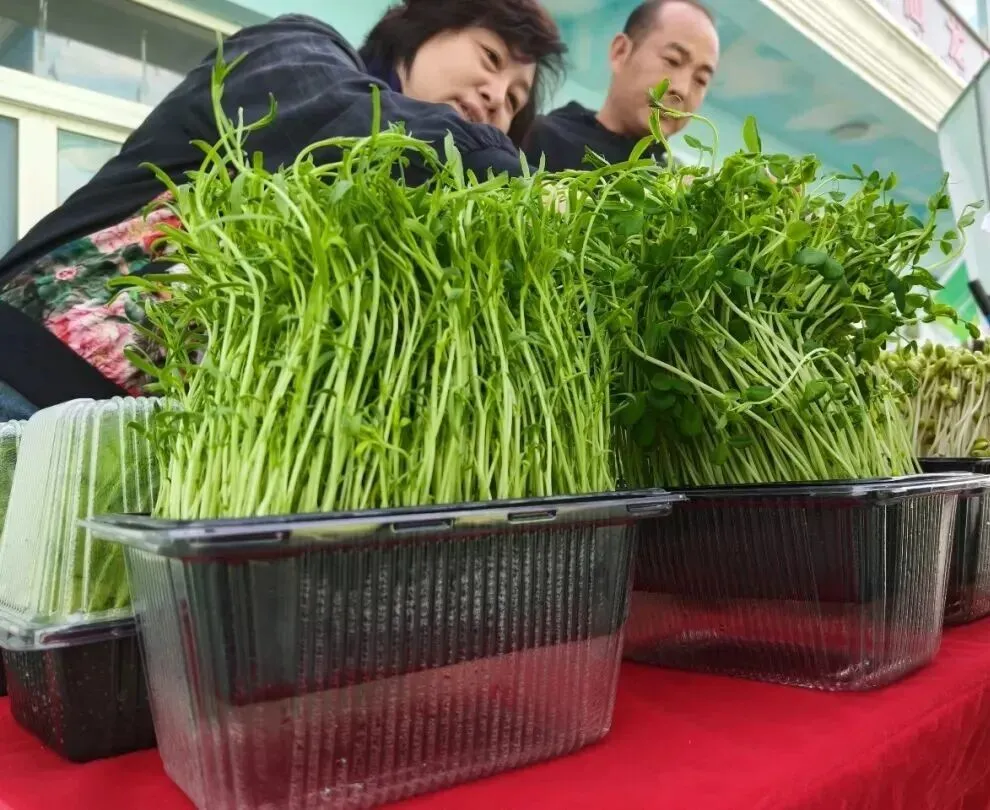 【市场动态】芽苗菜亮相北京新发地市场第四届种子节 绿色食材健康上新