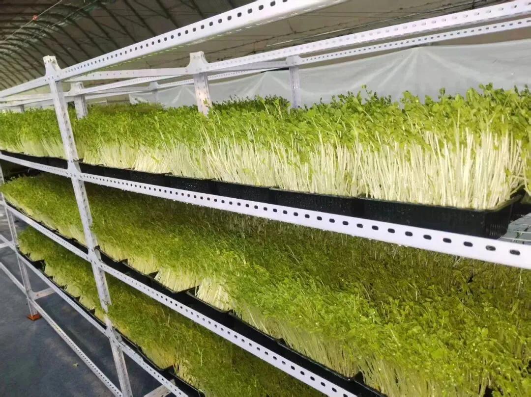 【市场动态】芽苗菜亮相北京新发地市场第四届种子节 绿色食材健康上新