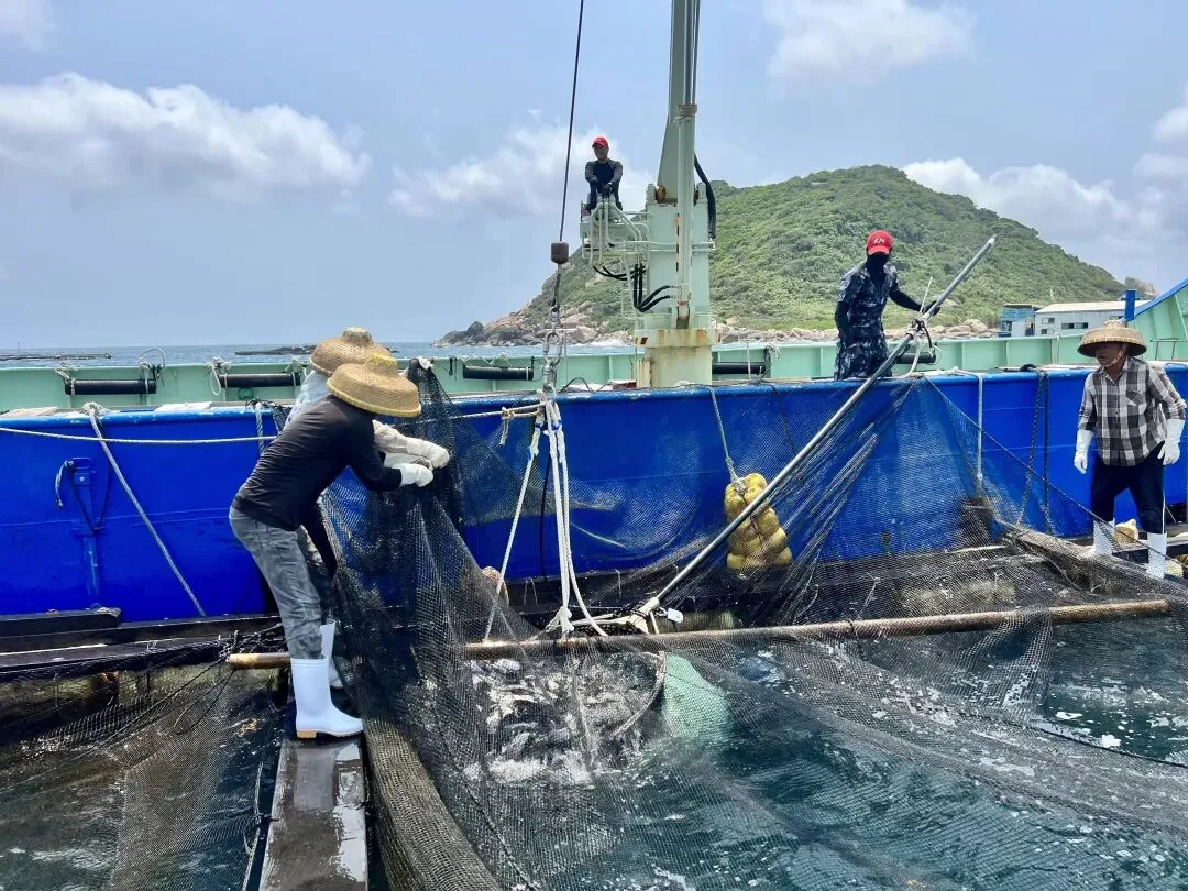 占全国七成市场份额!万宁鰤鱼苗深受日本客户青睐