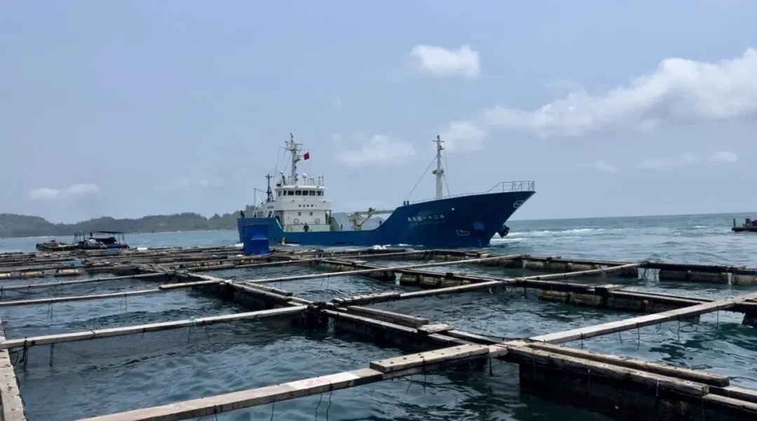 占全国七成市场份额!万宁鰤鱼苗深受日本客户青睐