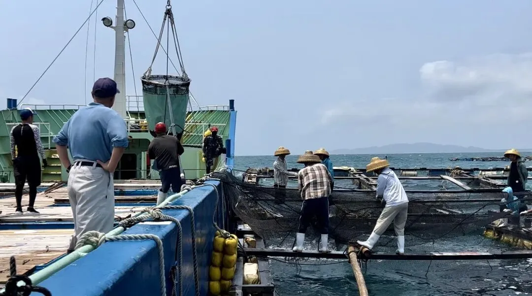 占全国七成市场份额!万宁鰤鱼苗深受日本客户青睐