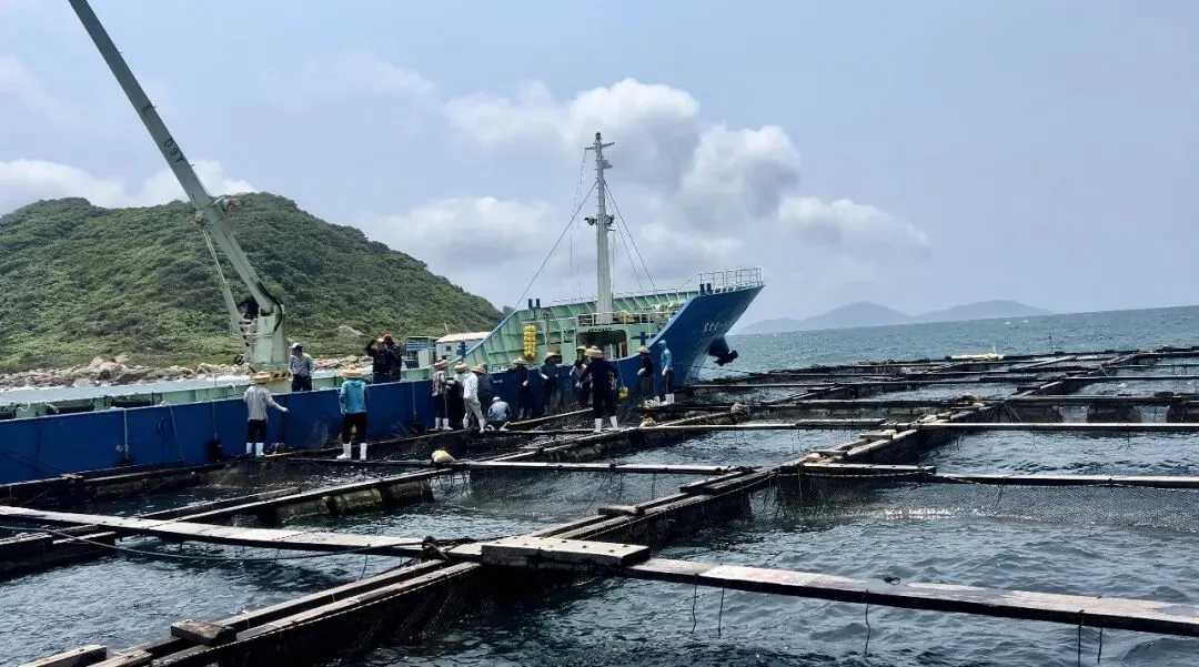 占全国七成市场份额!万宁鰤鱼苗深受日本客户青睐