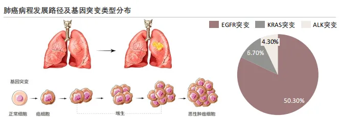 685亿肺癌靶向药市场大洗牌!奥希替尼独占35%,恒瑞、豪森如何突围?