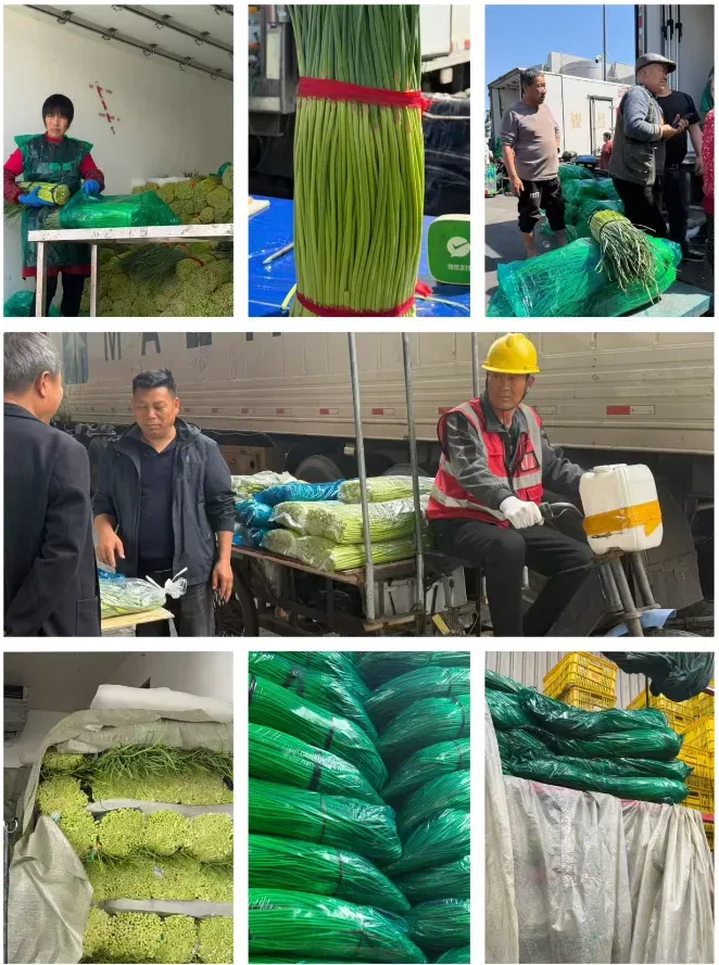 市场:蒜薹量足价优,番茄品类丰富,西芹短期供应偏紧——江桥本周行情速递