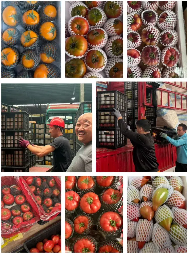 市场:蒜薹量足价优,番茄品类丰富,西芹短期供应偏紧——江桥本周行情速递