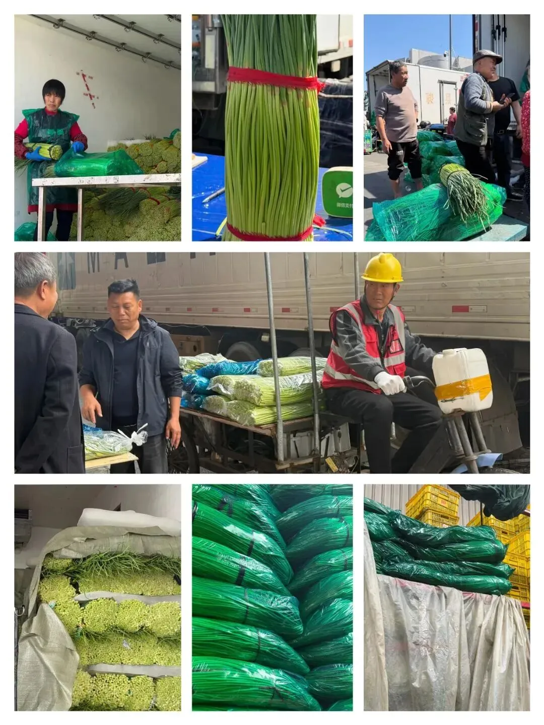 上海蔬菜市场调研蒜薹行情:兰陵蒜薹成品质标杆,比去年同期价格下降