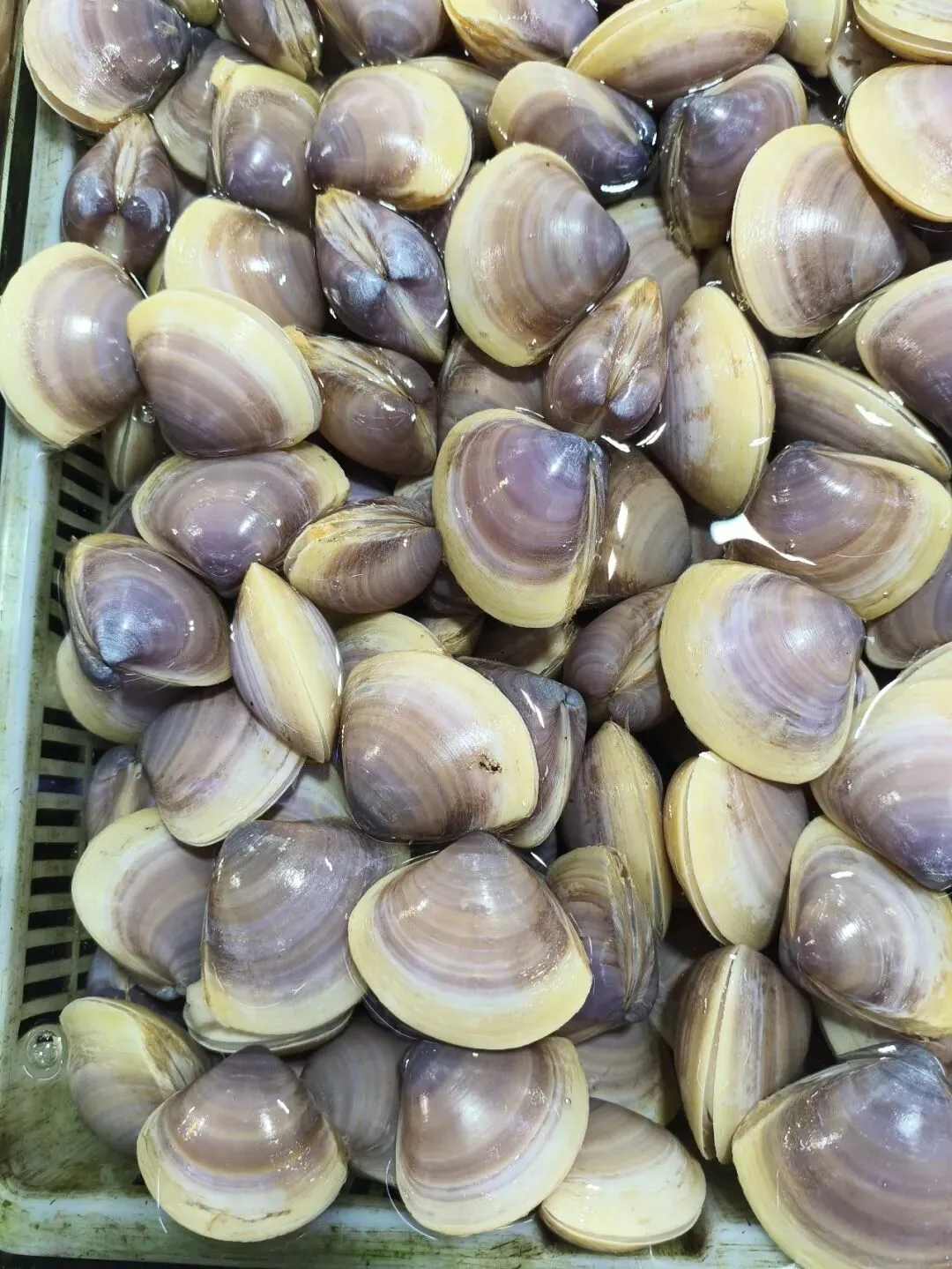 珠海斗门白藤头海鲜批发市场市集贵妃贝雅鉴:溯其名源、观其形色、探其产区,晓众人偏爱之由,附采买时序与甄选妙法