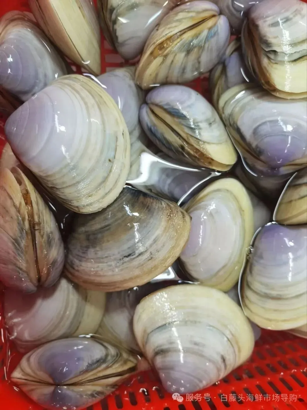 珠海斗门白藤头海鲜批发市场市集贵妃贝雅鉴:溯其名源、观其形色、探其产区,晓众人偏爱之由,附采买时序与甄选妙法