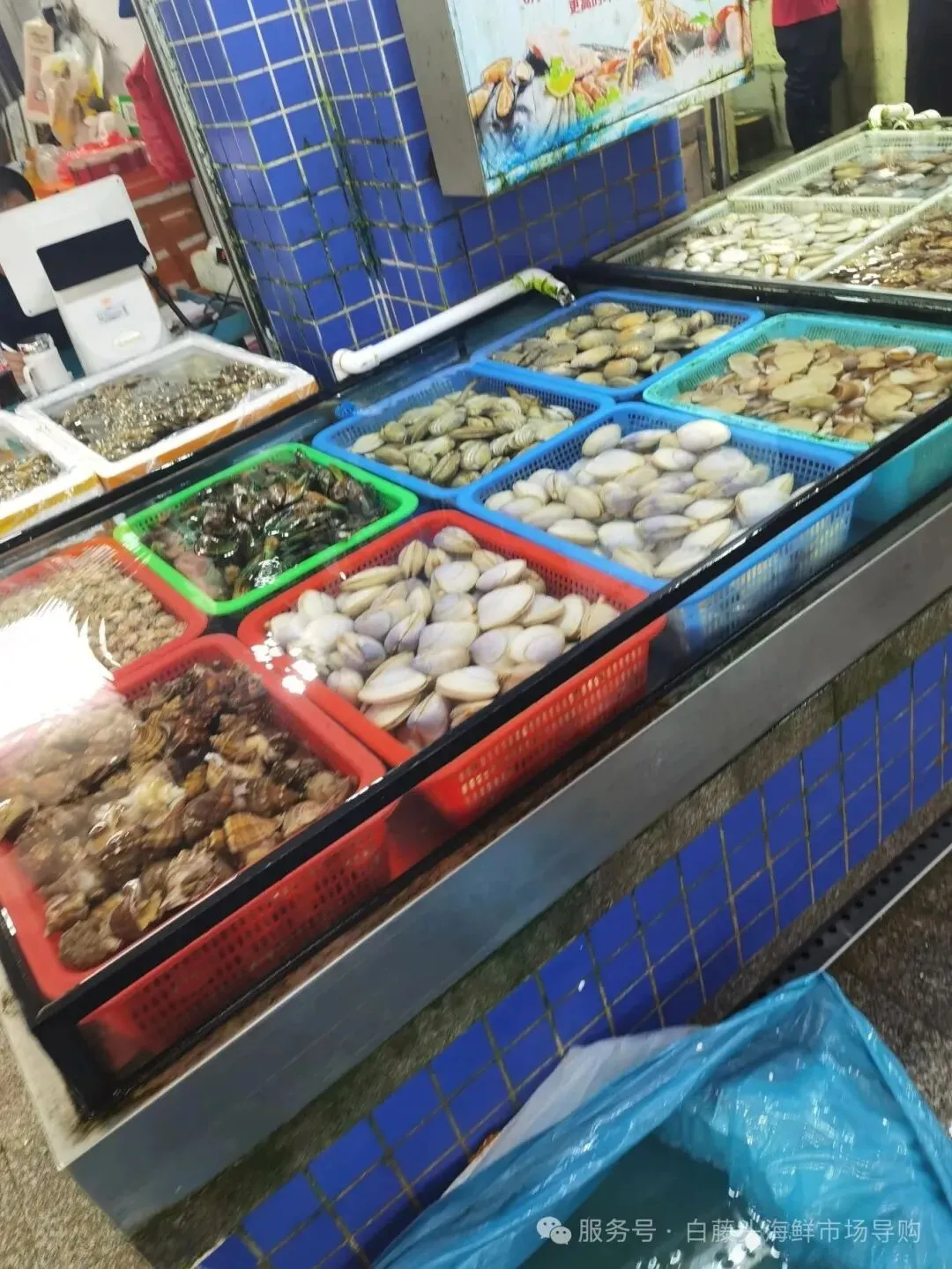 珠海斗门白藤头海鲜批发市场市集贵妃贝雅鉴:溯其名源、观其形色、探其产区,晓众人偏爱之由,附采买时序与甄选妙法