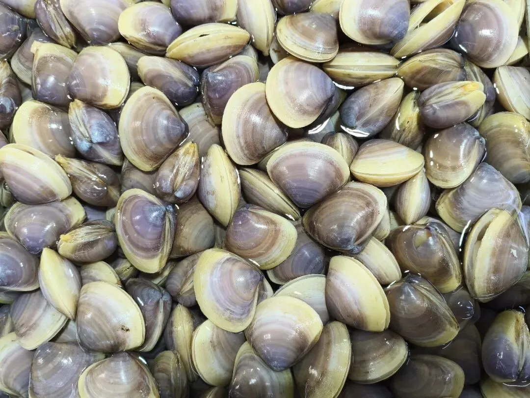 珠海斗门白藤头海鲜批发市场市集贵妃贝雅鉴:溯其名源、观其形色、探其产区,晓众人偏爱之由,附采买时序与甄选妙法