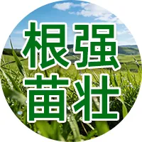 【尿素行情】 现货市场偏强、国际尿素涨价,为何国内尿素期货承压下行?