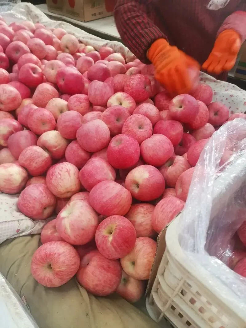 苹果市场惨不忍睹,销售行情堪称历史最差,价格高口感差阻碍了消费者的选择