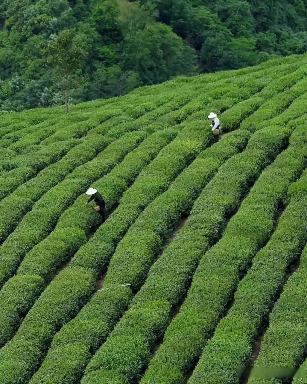 安康市市场监管局全力护航春茶地理标志保护