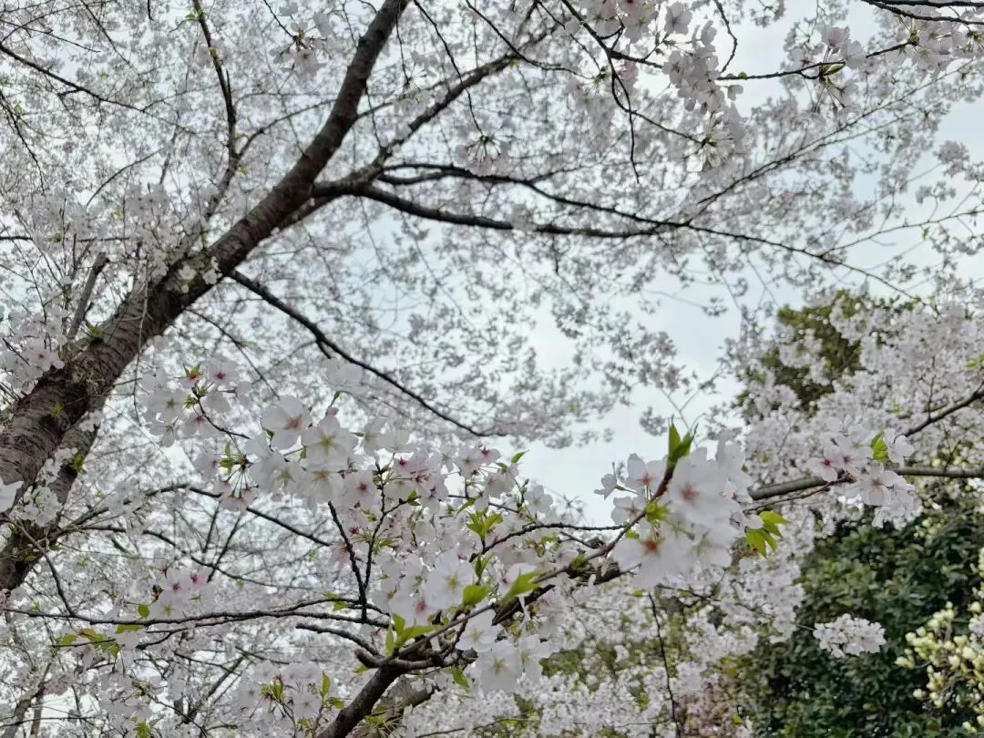 计算机科学与技术:高考专业全解(高一高二高三收藏版)