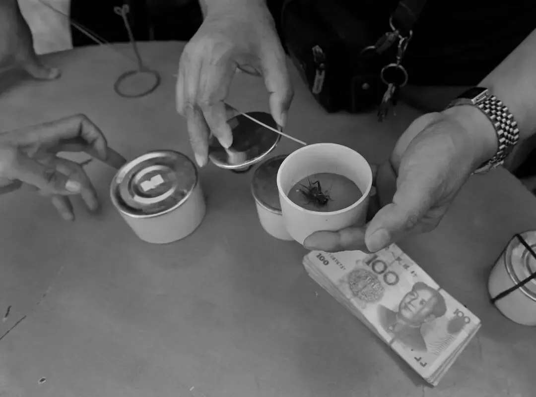 河北蟋蟀交易市场:仅次于山东、河南的重要产区