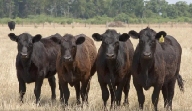 欧盟牛肉市场处于季节性调整阶段,大部分牛胴体价格回调