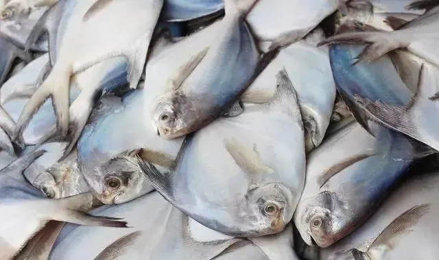 去市场买鱼,专挑这6种野生鱼,人工无法养殖,鱼贩都夸你是行家