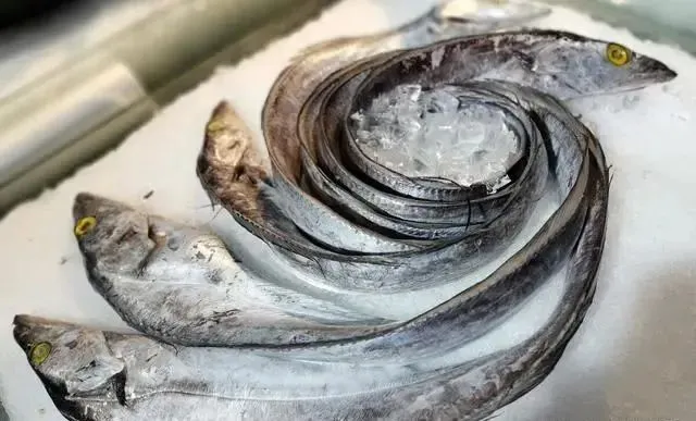 去市场买鱼,专挑这6种野生鱼,人工无法养殖,鱼贩都夸你是行家