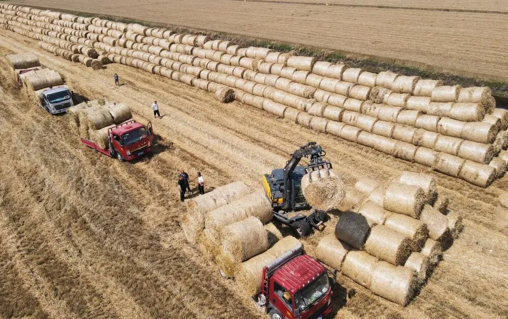 2026年小麦秸秆市场需求大吗?多重驱动下的千亿蓝海