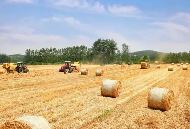 2026年小麦秸秆市场需求大吗?多重驱动下的千亿蓝海