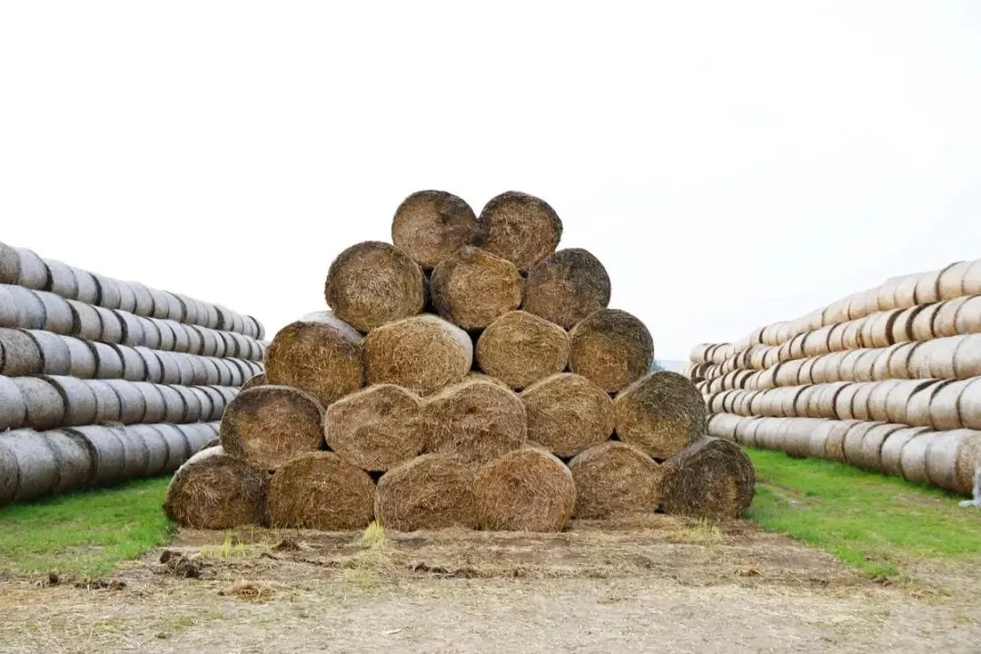 2026年小麦秸秆市场需求大吗?多重驱动下的千亿蓝海