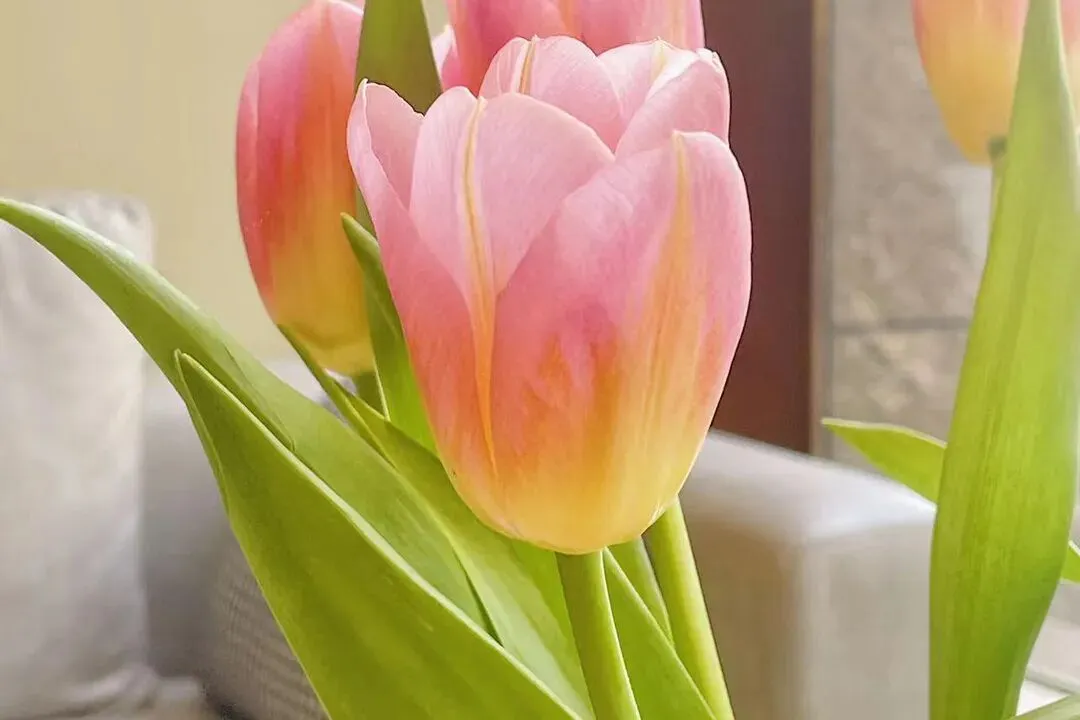 嘉祺丨民法典专栏 经营者在直播营销中作出高于法定标准的赔偿承诺的,应依约履行