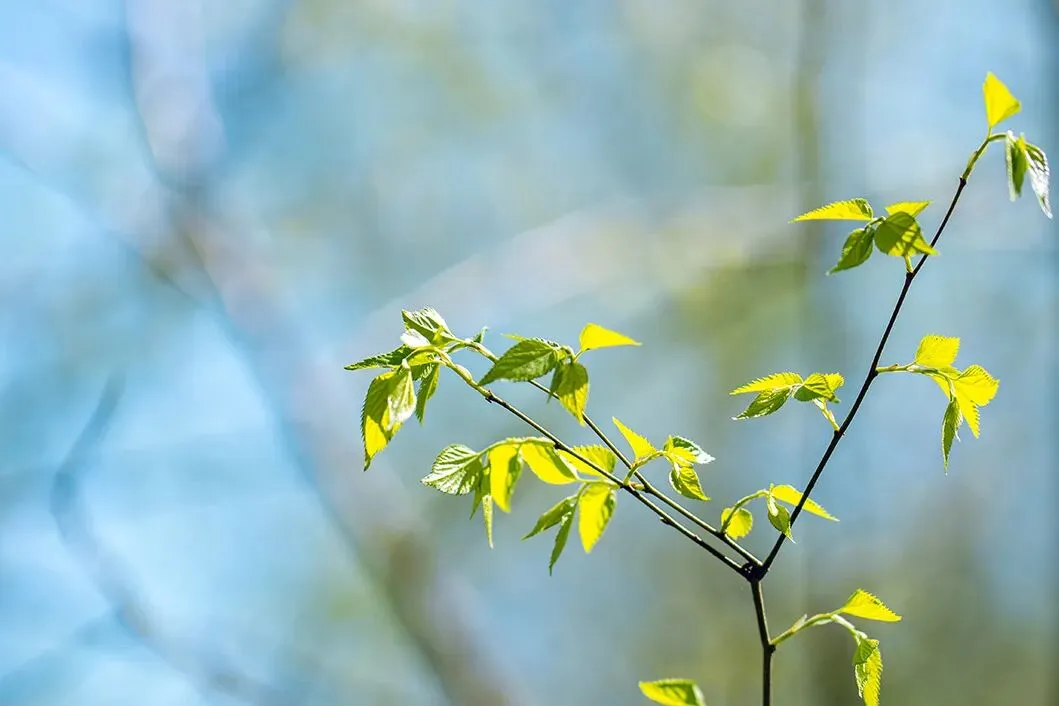 4月13日香辛料产区及市场行情价格参考