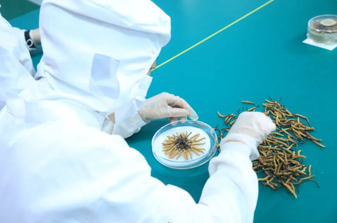 崩了,虫草市场暴雷!