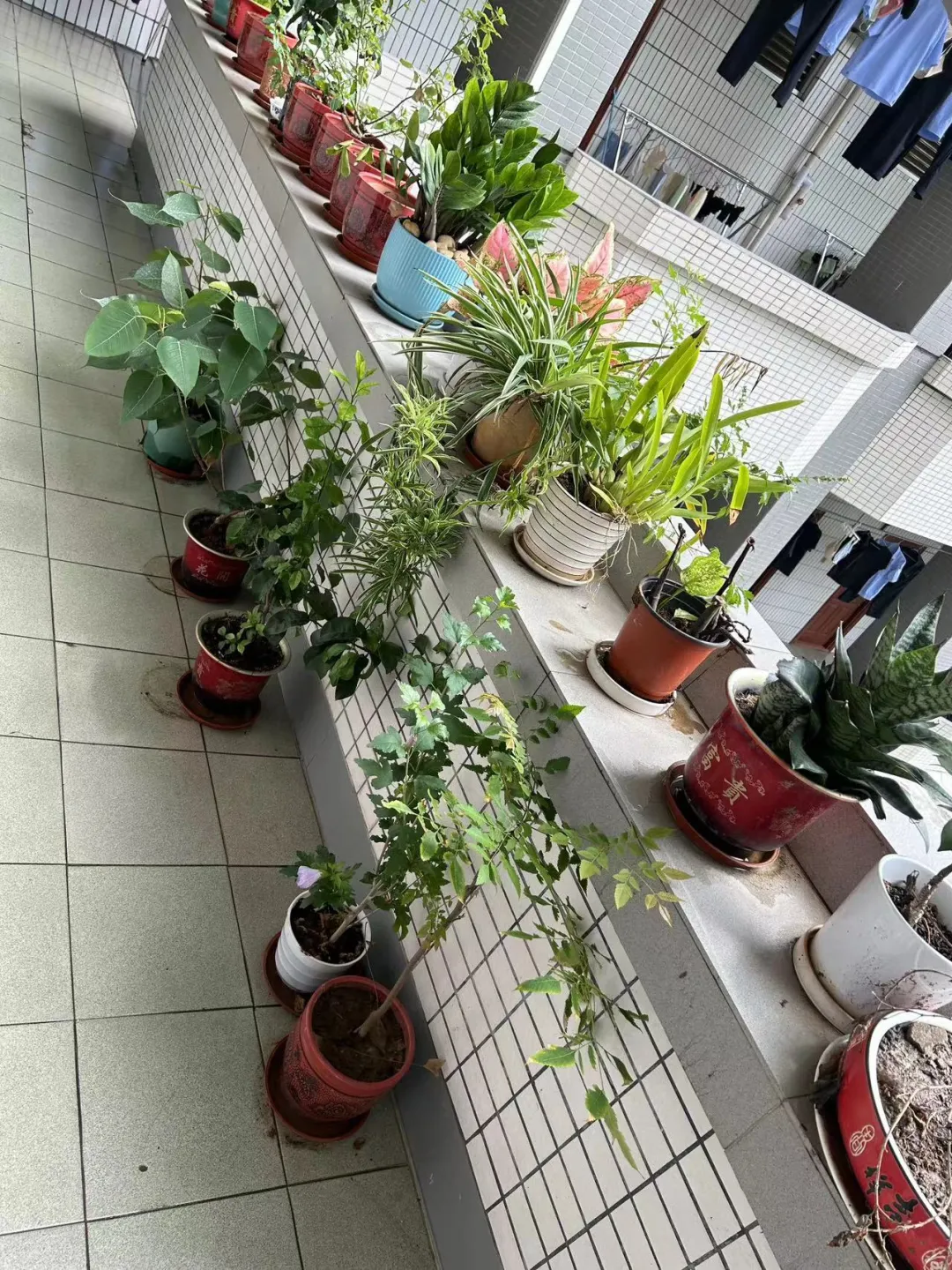 农贸市场防蚊灭蚊工作详细指南看这里→