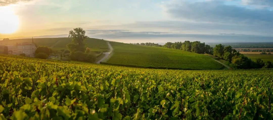 一起波尔多:老牌产区如何破解市场、气候与年轻消费难题?