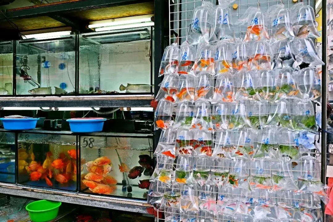 传统花鸟市场退场,购物中心如何接盘“疗愈需求”?