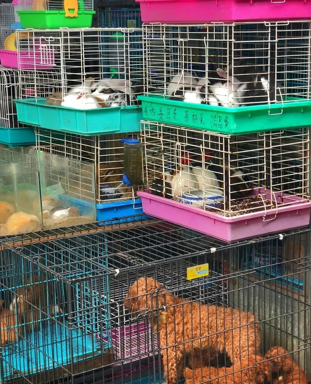 传统花鸟市场退场,购物中心如何接盘“疗愈需求”?