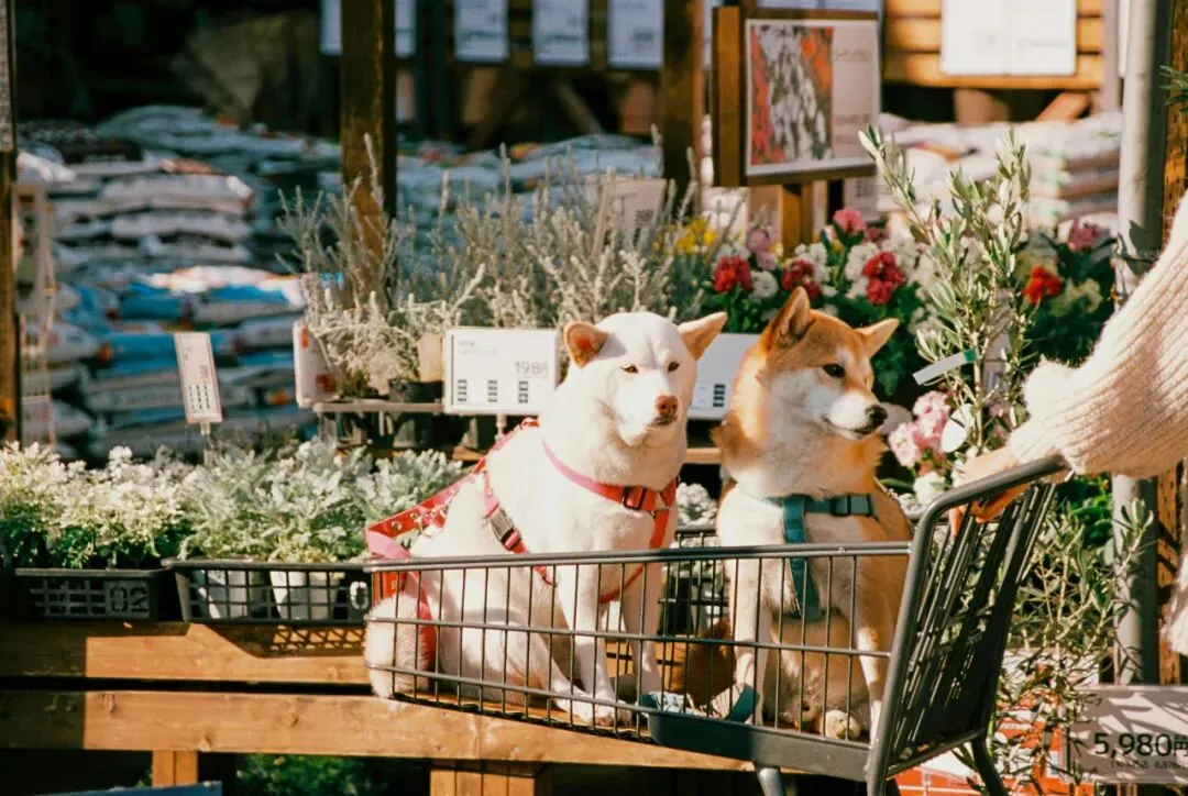 传统花鸟市场退场,购物中心如何接盘“疗愈需求”?