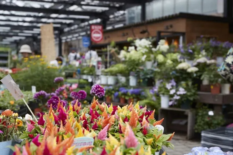 传统花鸟市场退场,购物中心如何接盘“疗愈需求”?