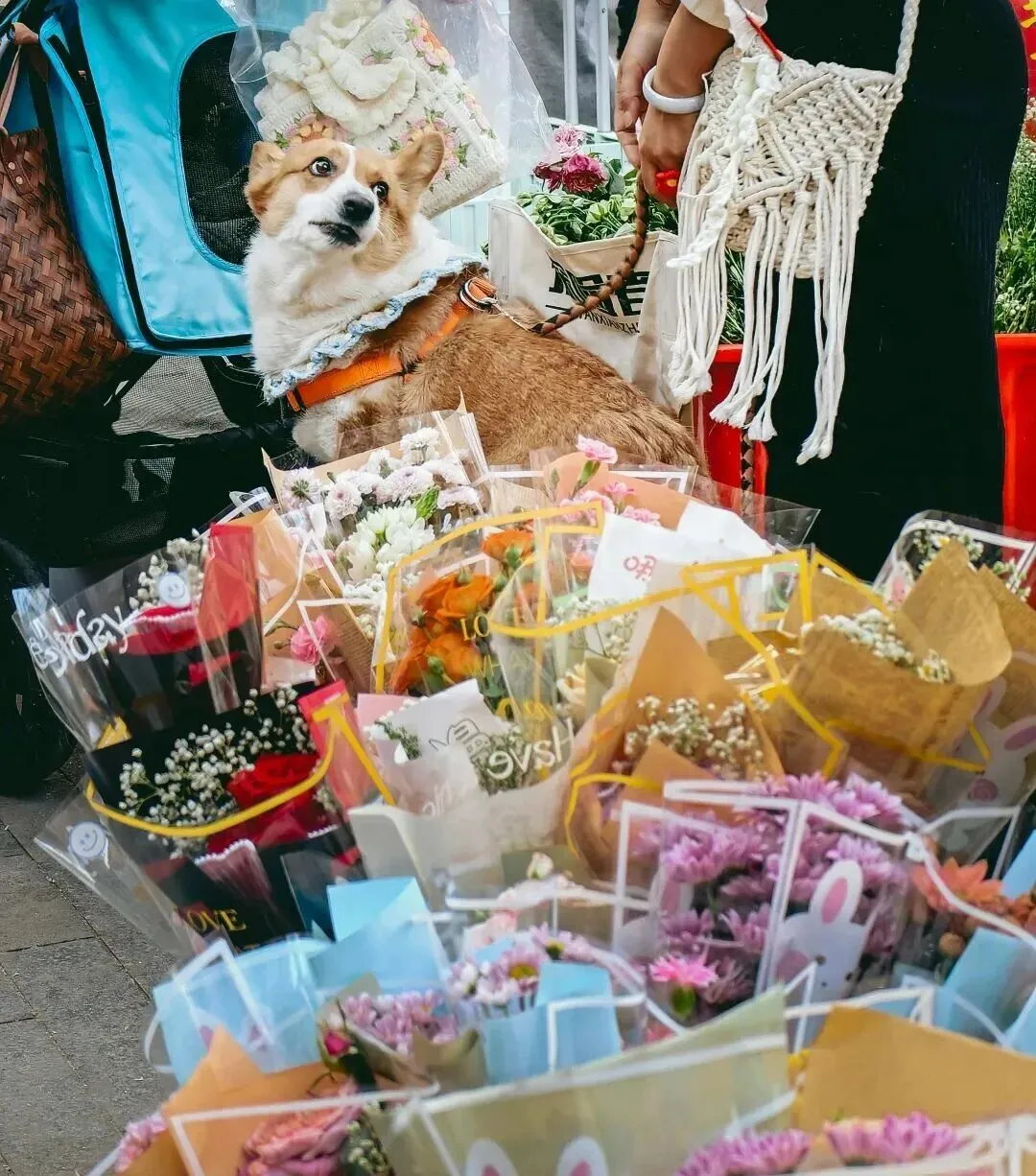 传统花鸟市场退场,购物中心如何接盘“疗愈需求”?