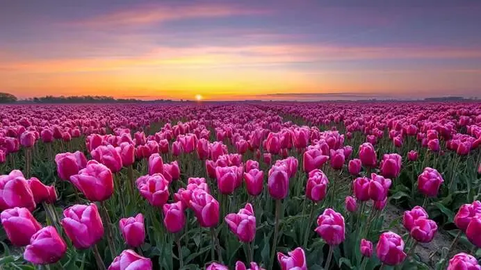 情绪营销原理:对华为的一幅B2B广告的深度分析