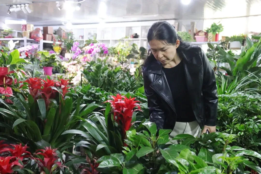 春日花卉市场火爆,阿拉善左旗居民乐享“美丽经济”