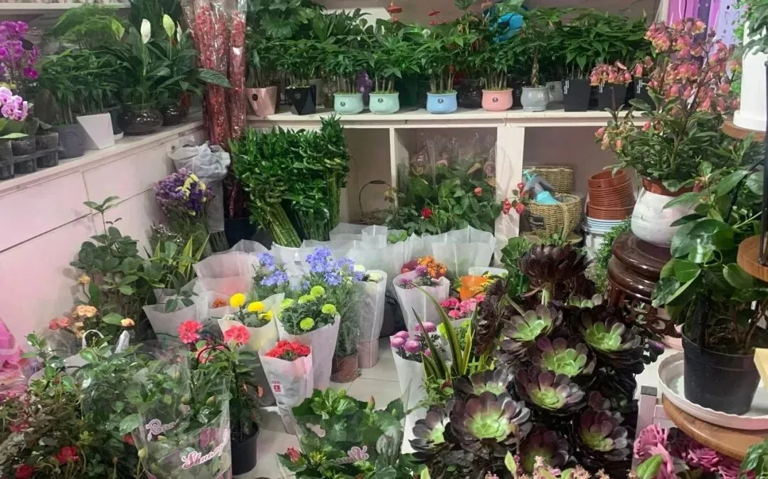 春日花卉市场火爆,阿拉善左旗居民乐享“美丽经济”