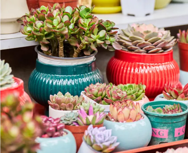 春日花卉市场火爆,阿拉善左旗居民乐享“美丽经济”