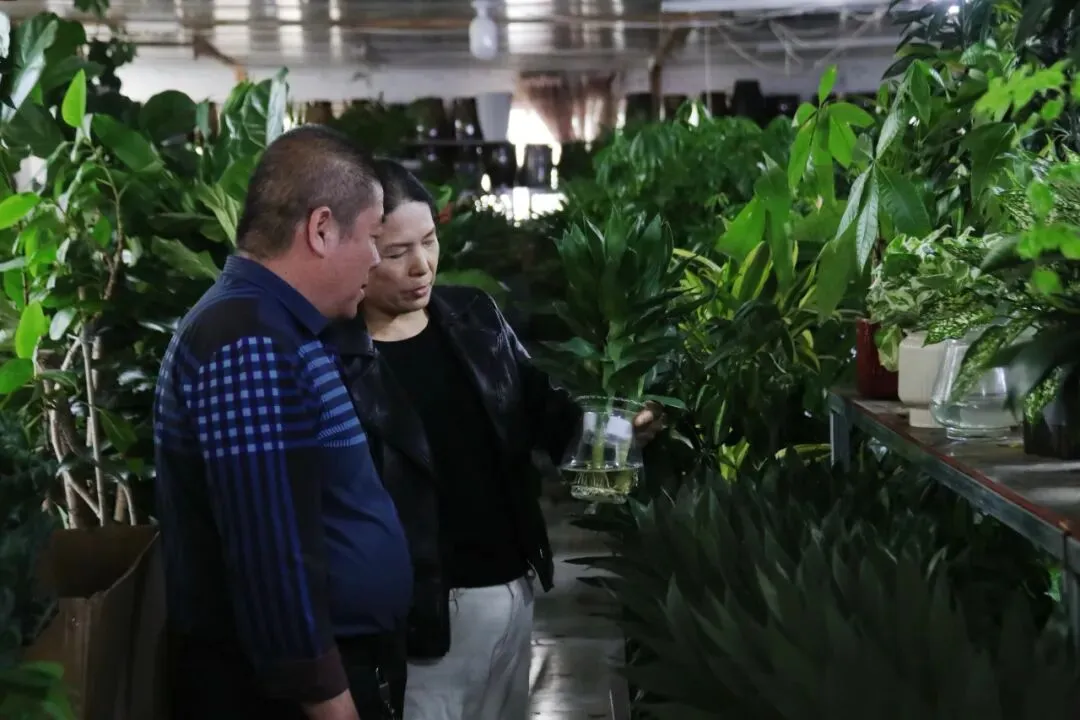 春日花卉市场火爆,阿拉善左旗居民乐享“美丽经济”