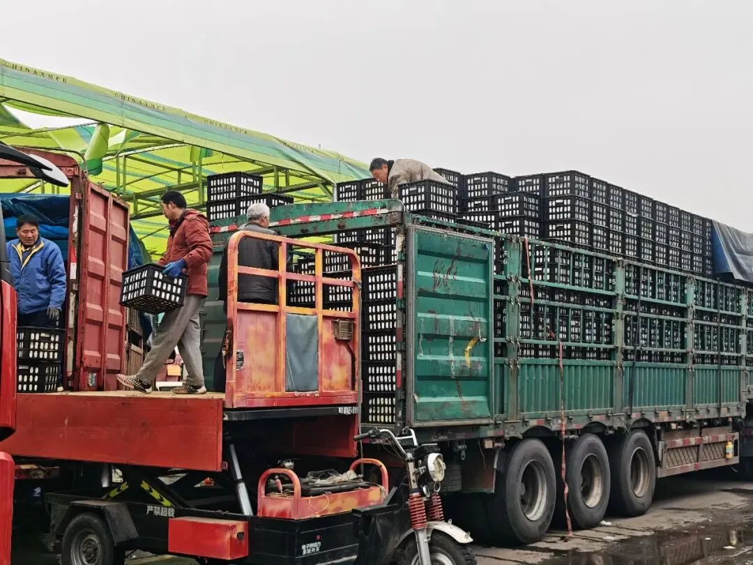 专业赋能,重塑流通配送新生态–七里沟市场为您解锁物流配送理想方案