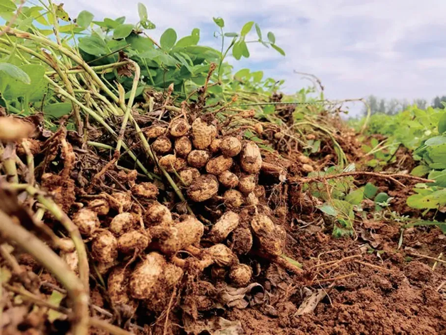 解码河南农资市场新机遇,布局全国大市场!2026河南夏季种子会、第31届植保会,7月3-4日郑州国际会展中心共襄盛举!
