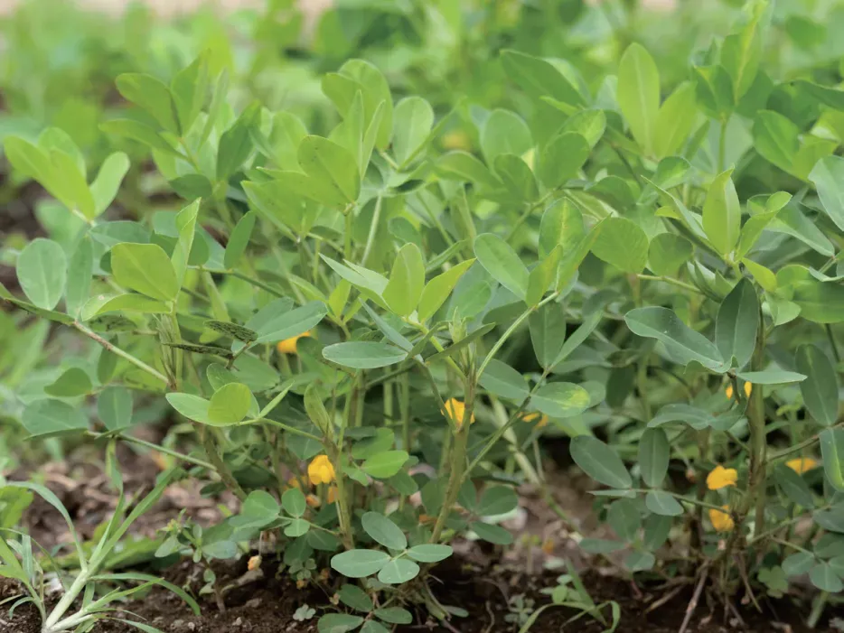 解码河南农资市场新机遇,布局全国大市场!2026河南夏季种子会、第31届植保会,7月3-4日郑州国际会展中心共襄盛举!