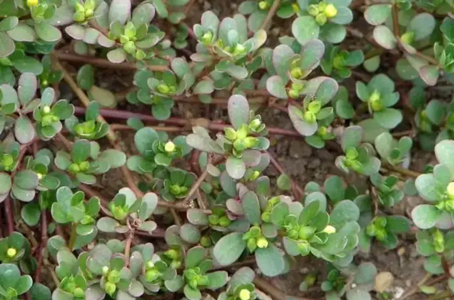 “野菜之王”马齿苋:营养真那么高,还是营销吹出来的?