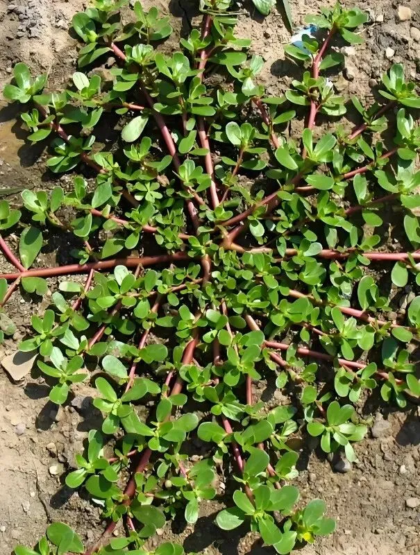 “野菜之王”马齿苋:营养真那么高,还是营销吹出来的?