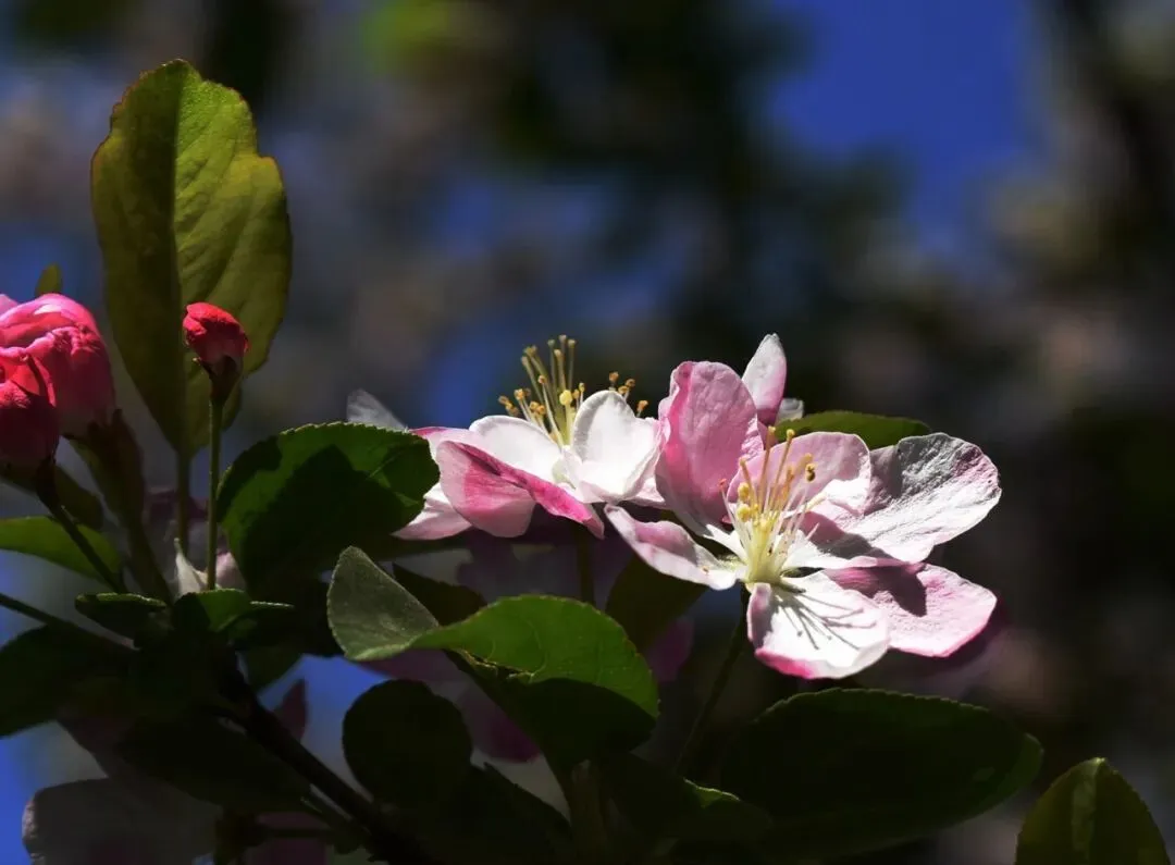 县市场监督管理局关于征集制售假劣肉制品问题违法线索的通告