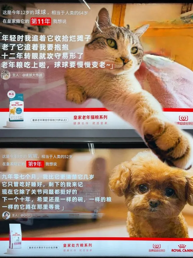 AI平台涨价潮、皇家宠物情感营销、比亚迪联名肯德基丨8分钟灵感充电站