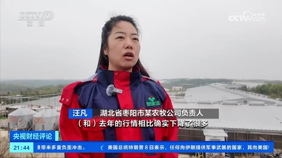 精读|生猪市场众说纷纭,央视给了养猪人一份透彻的猪市分析:猪价跌至新低,如何应对?