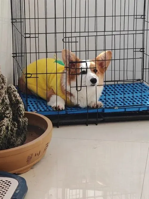 陇南都市网二手市场:私家货车、苹果、电动车等超值推荐!