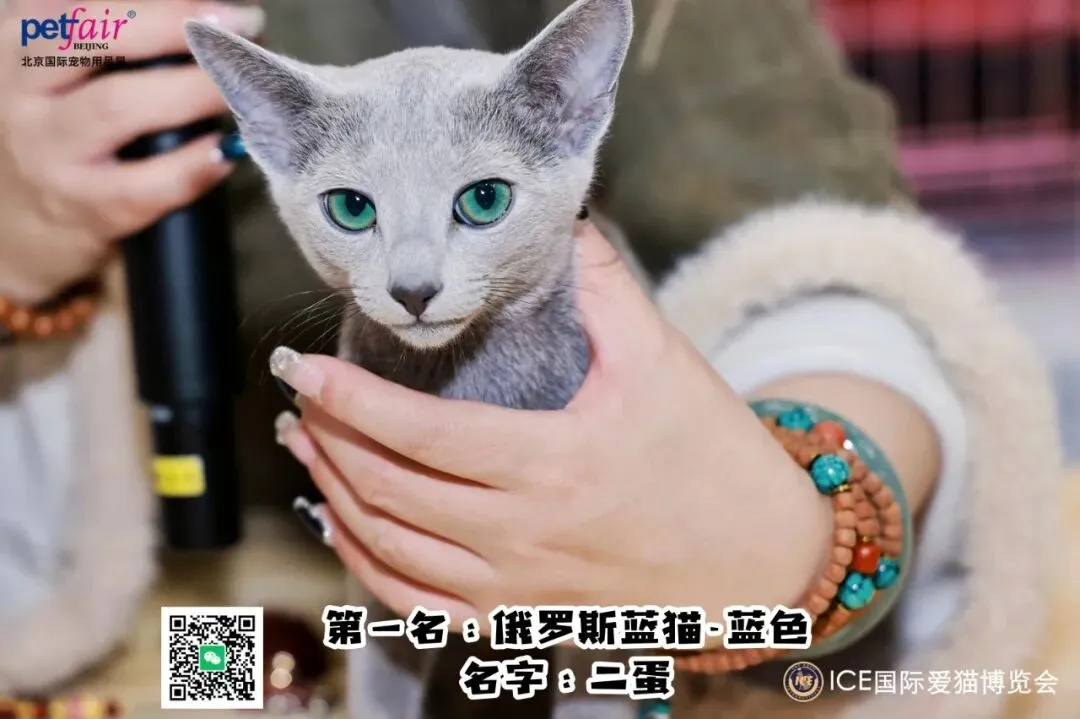 谁说南京市场不好?这场比赛,让我们看到了猫赛的魂!